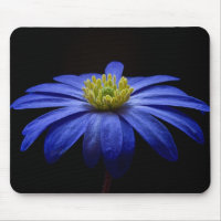 Fleur Gerbera Blue Daisy sur un arrière - plan noi