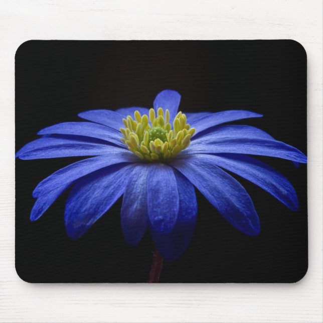 Tapis De Souris Fleur Gerbera Blue Daisy sur un arrière - plan noi (Devant)