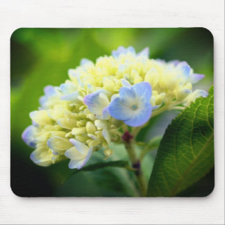 Tapis De Souris Fleur Hydrangea douce