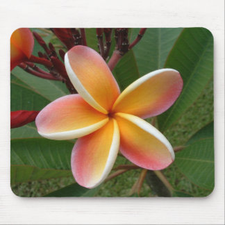 Tapis De Souris Fleur Oahu Hawaï de Plumeria
