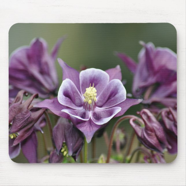 Tapis De Souris Fleur pourpre de colombe (Devant)