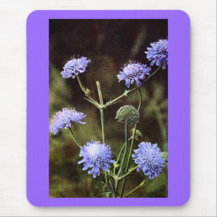 Tapis De Souris Fleur sauvage : Champ Scabious