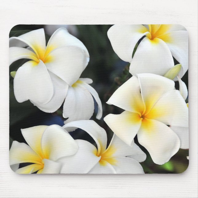 Tapis De Souris Fleur tropicale de Frangipani de Plumeria (Devant)