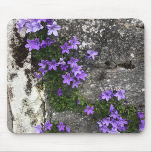 Tapis De Souris Fleurs Campanula grandissant sur un mur