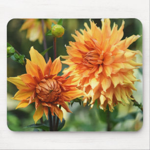 Tapis De Souris Fleurs dahlia orange et jaune à Wisley Gardens
