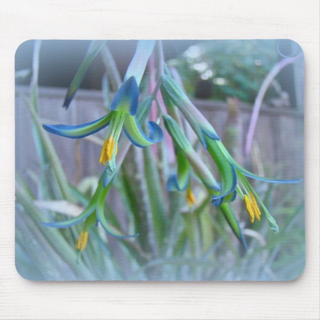 Tapis De Souris Fleurs de bromeliade sur bleu (Devant)