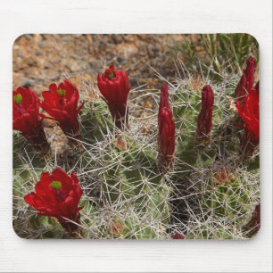 Tapis De Souris fleurs de cactus Claret Cup 2