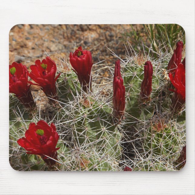Tapis De Souris fleurs de cactus Claret Cup 2 (Devant)
