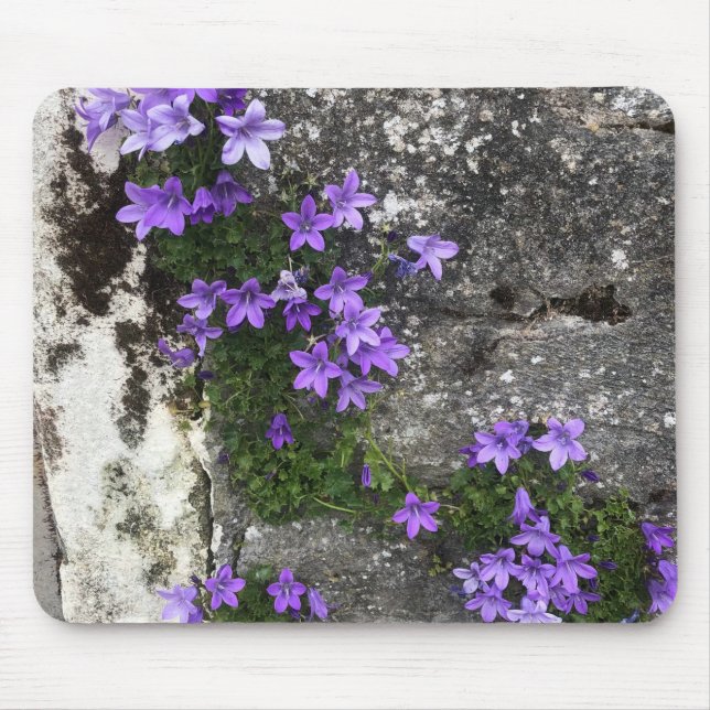 Tapis De Souris Fleurs de Campanula poussant sur un mur (Devant)