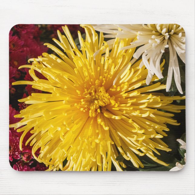 Tapis De Souris Fleurs de chrysanthème (Devant)