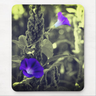 Tapis De Souris Fleurs de gloire du matin