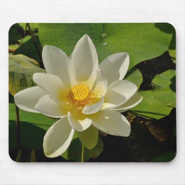 Tapis De Souris Fleurs de Lotus blancs dans un étang (Devant)