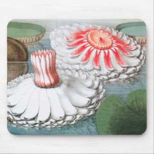 Tapis De Souris Fleurs de nénuphars vintage, nénuphars dans un éta