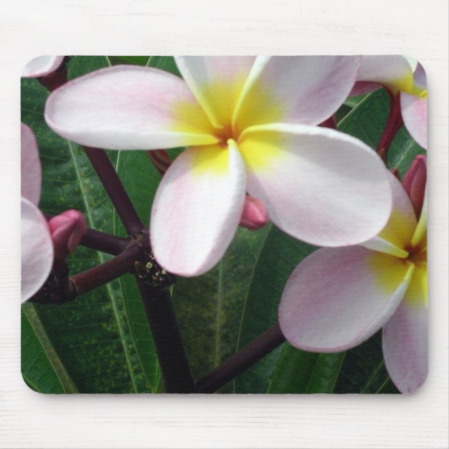 Tapis De Souris Fleurs de Plumeria hawaïenne (Devant)