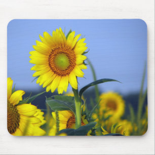 Tapis De Souris Fleurs de soleil