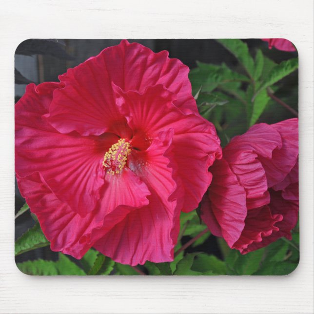 Tapis De Souris Fleurs d'hibiscus roses (Devant)