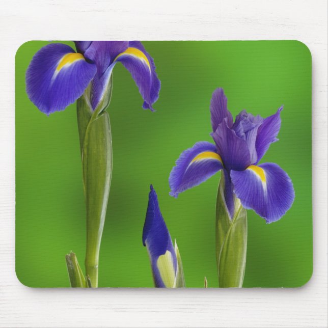 Tapis De Souris Fleurs d'Iris (Devant)