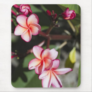 Tapis De Souris Fleurs roses de Frangipani