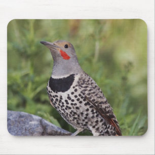 Tapis De Souris Flicker du Nord, ColMatiauratus, Red shafted