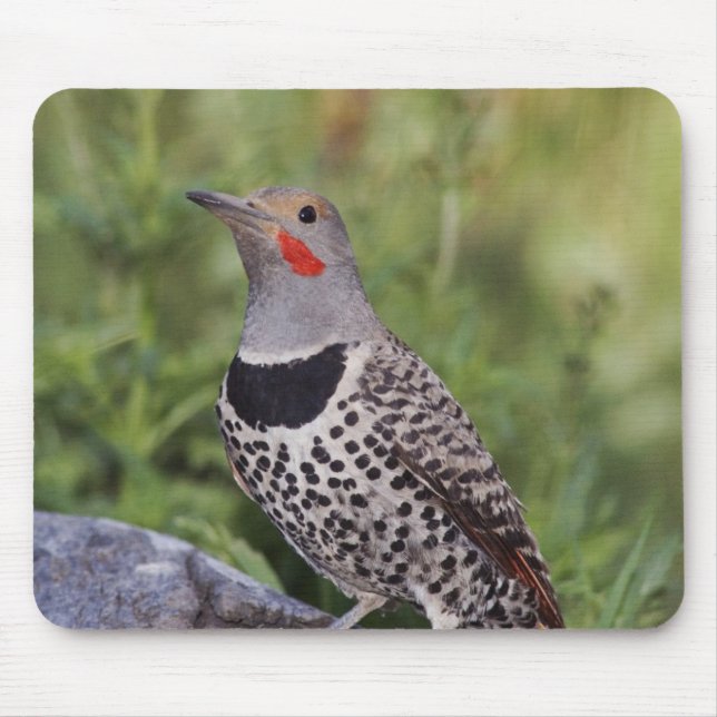 Tapis De Souris Flicker du Nord, ColMatiauratus, Red shafted (Devant)