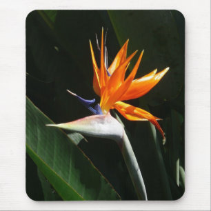Tapis De Souris Flower tropical orange paradise