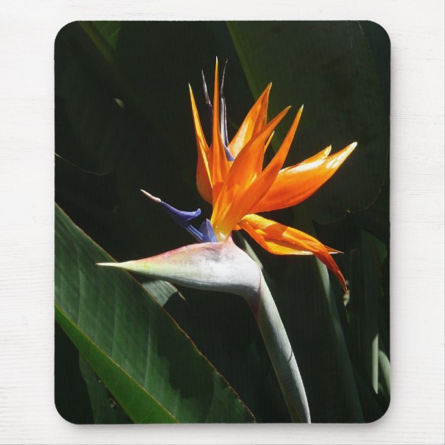 Tapis De Souris Flower tropical orange paradise (Devant)