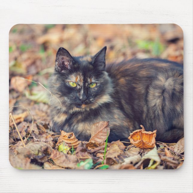 Tapis De Souris Fluffy Tortoiseshell Kitty à l'automne (Devant)