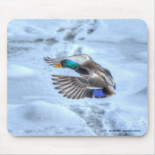 Tapis De Souris Flying Mallard Duck Drake Wildlife Photo