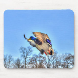 Tapis De Souris Flying Mallard Duck Drake Wildlife Photo