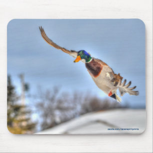 Tapis De Souris Flying Mallard Duck Drake Wildlife Photo