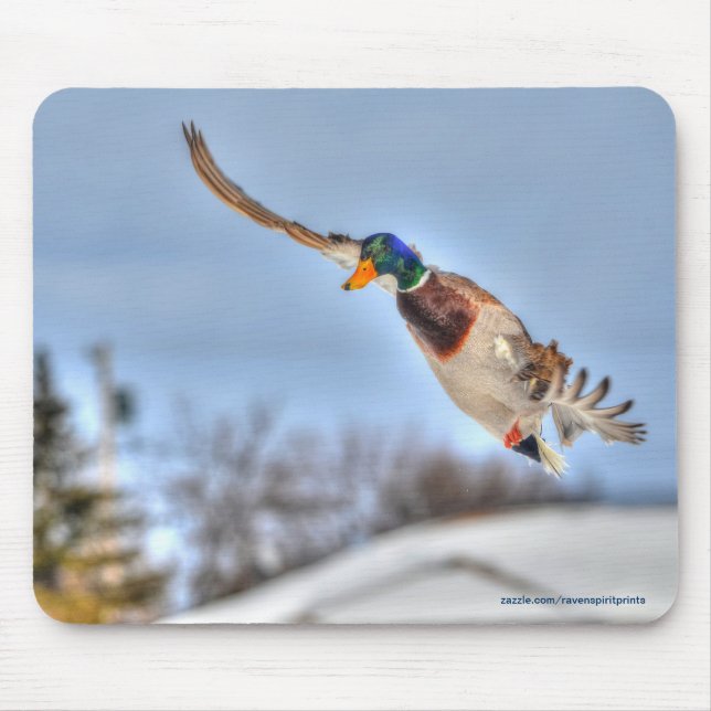 Tapis De Souris Flying Mallard Duck Drake Wildlife Photo (Devant)