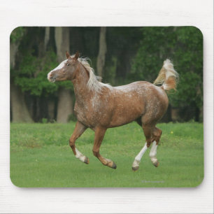 Tapis De Souris Fonctionnement de cheval d'Appaloosa