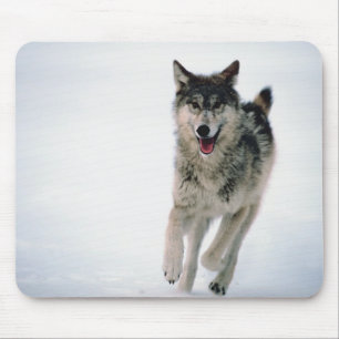 Tapis De Souris Fonctionnement de loup gris