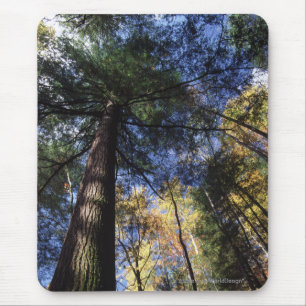 Tapis De Souris Forêt de peuplement vieux