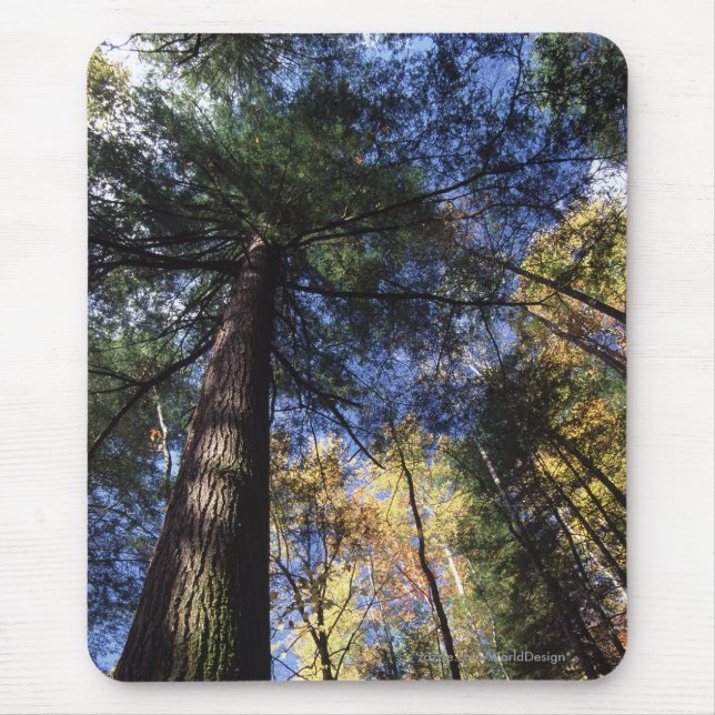 Tapis De Souris Forêt de peuplement vieux (Devant)