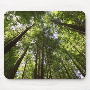 Tapis De Souris Forêt de séquoias, Rotorua, Nouvelle-Zélande 2
