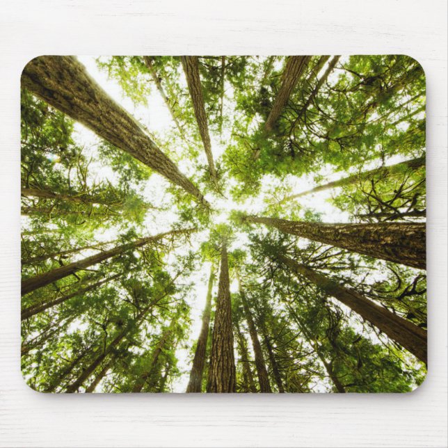 Tapis De Souris Forêt tropicale verte luxuriante (Devant)