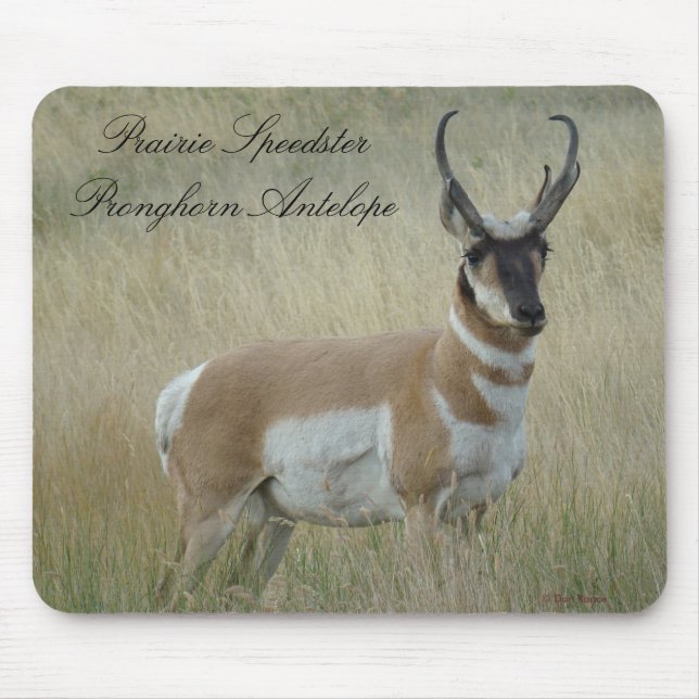 Tapis De Souris Fortune d'antilope d'A8 Pronghorn (Devant)