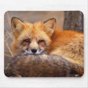 Tapis De Souris Fox rouge