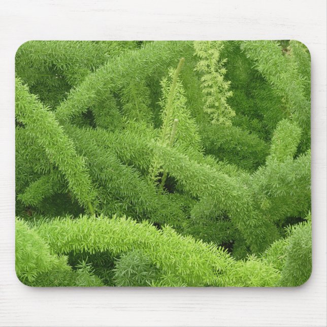 Tapis De Souris Foxtail Fern, Asparagus densiflorus myers (Devant)
