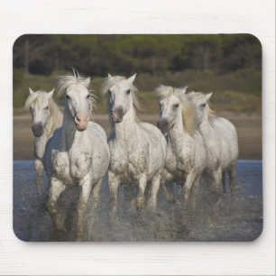 Tapis De Souris France, Camargue. Chevaux courent