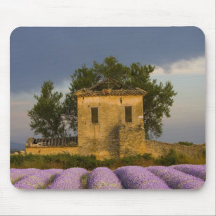 Tapis De Souris France, Provence. Champ de lavande et