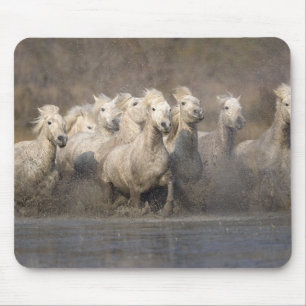 Tapis De Souris France, Provence. Cheval blanc de Camargue