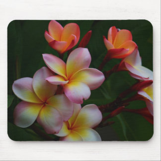 Tapis De Souris Frangipani