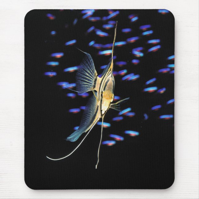 Tapis De Souris Freshwater Angelfish + Cardinal Tetras (Devant)