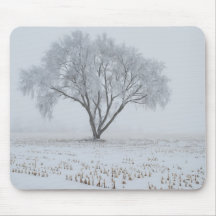 Frost sur un arbre solitaire