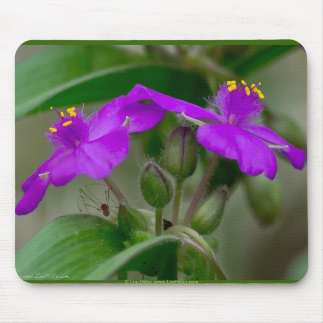 Tapis De Souris Fuchsia Spiderwort Twins Fleur sauvage Cadeaux Vêt (Devant)