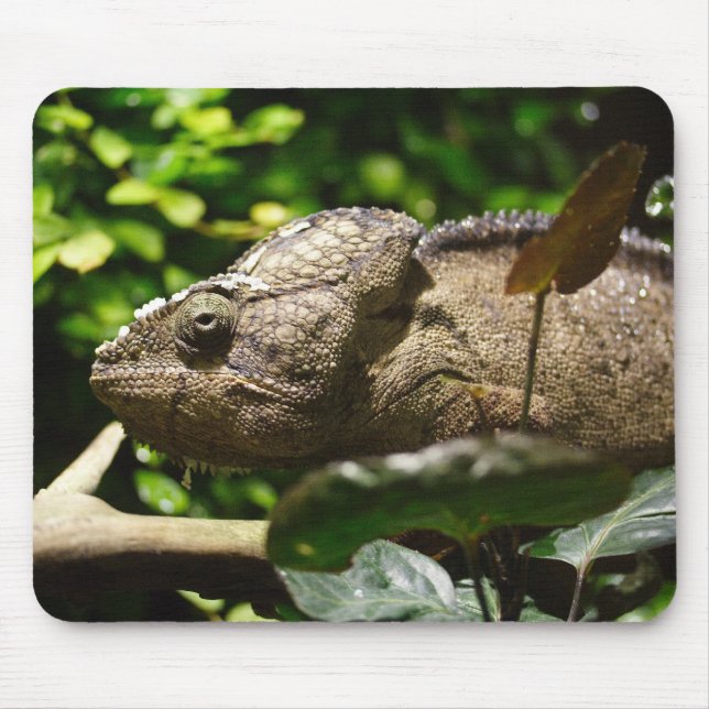 Tapis De Souris Furcifer oustaleti (Devant)