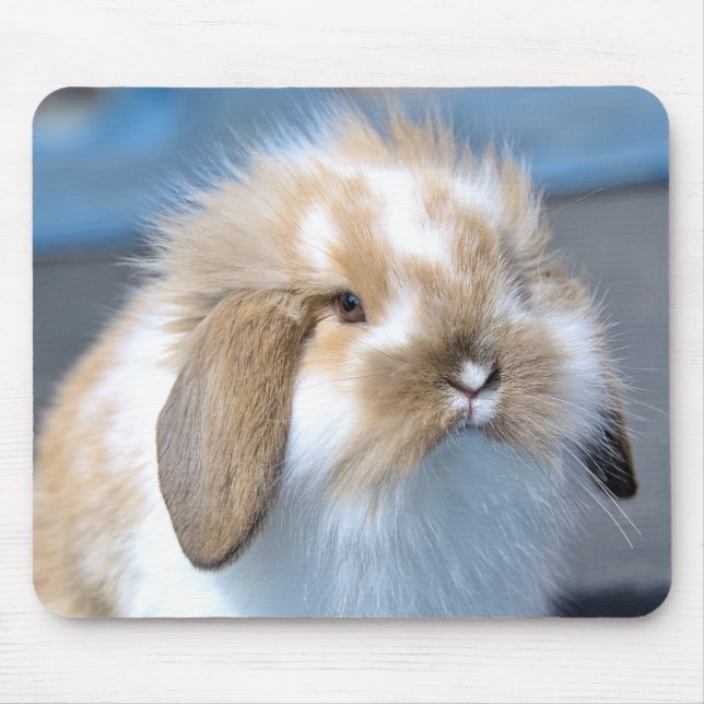 Tapis De Souris Fuzzy Holland Mini Dwarf Lop Bunny Rabbit (Devant)