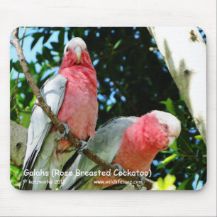 Tapis De Souris Galahs (cacatoès rose de Breasted)